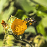 Buy canvas prints of Yellow Hairy Indian Mallow Blooming Flying Bee Macro by William Perry