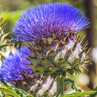 Buy canvas prints of Blue Cardoon Thistle Blooming Bee Macro by William Perry