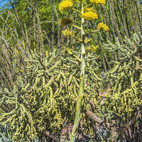 Buy canvas prints of Yellow Flowering Tall Century Plant Blooming  by William Perry
