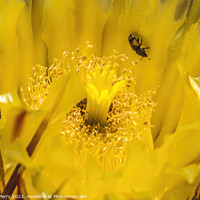 Buy canvas prints of Yellow Blossom Compass Barrel Cactus Blooming Macro by William Perry