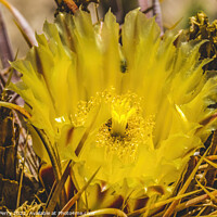 Buy canvas prints of Yellow Blossom Close Compass Barrel Cactus Blooming Macro by William Perry
