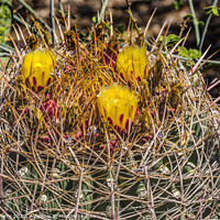 Buy canvas prints of Yellow Blossoms Compass Barrel Cactus Blooming Macro by William Perry