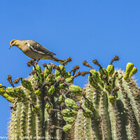 Buy canvas prints of Mourning Dove Crested Saguaro Cactus Blooming  by William Perry
