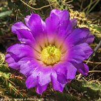 Buy canvas prints of Pink Blossoms Echinocereus Cactus  by William Perry