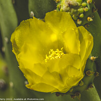 Buy canvas prints of Yellow Blossom Plains Prickly Pear Cactus Blooming Macro by William Perry
