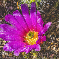 Buy canvas prints of Pink Blossoms Echinocereus Hedgehog Cactus  by William Perry