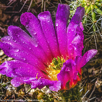 Buy canvas prints of Pink Blossom Echinocereus Hedgehog Cactus  by William Perry