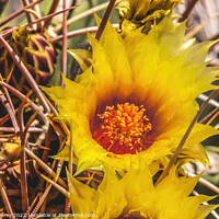 Buy canvas prints of Yellow Blossom Fishhook Barrel Cactus Blooming Macro by William Perry
