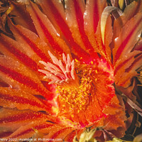 Buy canvas prints of Red Blossom Fishhook Barrel Cactus Blooming Macro by William Perry
