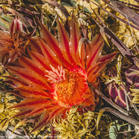 Buy canvas prints of Red Blossom Fishhook Barrel Cactus Blooming Macro by William Perry