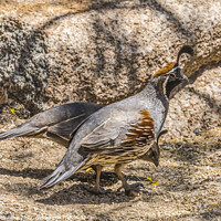 Buy canvas prints of Gambel's Quails Looking for Food Arizona by William Perry