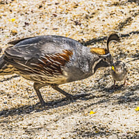 Buy canvas prints of Gambel's Quail Giving Food to Chick Arizona by William Perry