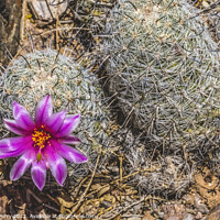 Buy canvas prints of Pink Flower Graham's Nipple Pincushion Cactus Blooming Macro by William Perry
