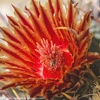 Buy canvas prints of Red Blossom Insect Fishhook Barrel Cactus Blooming Macro by William Perry
