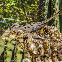 Buy canvas prints of Nesting Mourning Dove Phoenix Arizona by William Perry
