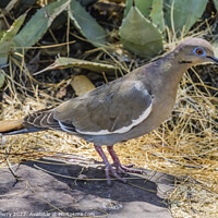 Buy canvas prints of Mourning Dove Phoenix Arizona by William Perry