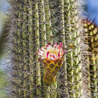Buy canvas prints of Flying Bee Large Flower Organ Pipe Cactus Blooming  by William Perry