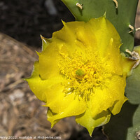 Buy canvas prints of Yellow Blossom Plains Prickly Pear Cactus Blooming Macro by William Perry