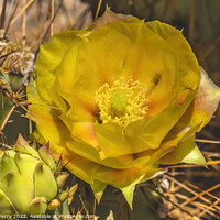Buy canvas prints of Yellow Orange Blossom Prickly Pear Cactus Blooming Macro by William Perry