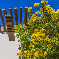 Buy canvas prints of Golden Trumpet Tree White Adobe Wall Tucson Arizona by William Perry