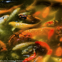 Buy canvas prints of Orange Colorful Carp Koi Goldfish Yuyuan Shanghai China by William Perry
