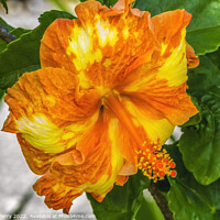 Buy canvas prints of Orange Yellow Mixed Tropical Hibiscus Flower Moorea Tahiti by William Perry