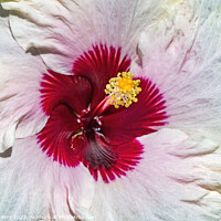 Buy canvas prints of White Burgundy Mount Everest Hibiscus Flower Moorea Tahiti by William Perry