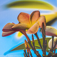 Buy canvas prints of Pink Yellow Frangipani Moorea Tahiti by William Perry
