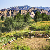 Buy canvas prints of Chinese Farmers Peasant Sheep Lanzhou Gansu Province China by William Perry