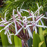 Buy canvas prints of White Burgundy Giant Spider Lily Crinum Amabile Flowers Honlulu  by William Perry
