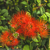 Buy canvas prints of Colorful Ohi a Lehua Red Flowers Waikiki Honolulu Hawaii by William Perry