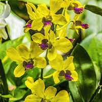 Buy canvas prints of Yellow Purple Orchids Waikiki Honolulu Hawaii by William Perry