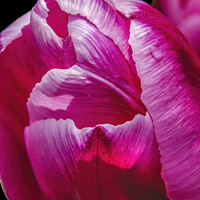 Buy canvas prints of Pink White Darwin Tulip Blooming Macro by William Perry