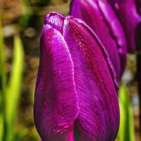 Buy canvas prints of Purple Darwin Tulip Blooming Macro by William Perry