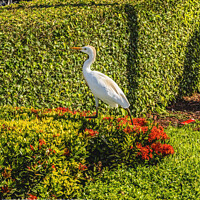 Buy canvas prints of Great White Egret Little Havana Miami Florida by William Perry
