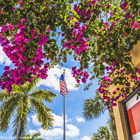 Buy canvas prints of Red Bougainvillea Flag Little Havana Miami Florida by William Perry