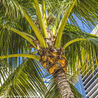 Buy canvas prints of Palm Tree Close Up Miami Beach Florida by William Perry