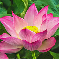 Buy canvas prints of Pink Sacred Lotus Flower Blossom by William Perry