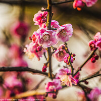 Buy canvas prints of Plum Blossoms West Lake Hangzhou Zhejiang China by William Perry