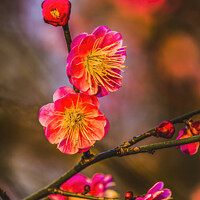 Buy canvas prints of Plum Blossoms Sunset West Lake Hangzhou Zhejiang China by William Perry