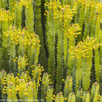 Buy canvas prints of Euphorbia Spurge Cactus Yellow Flowers Botanical Garden Tucson A by William Perry