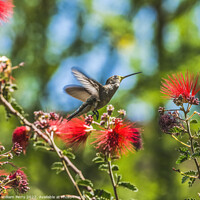 Buy canvas prints of Anna's Hummingbird Female Botanical Garden Tuscon Arizona by William Perry