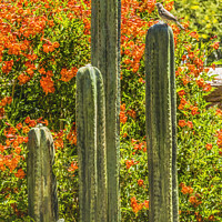 Buy canvas prints of Green Cactus Fountain Flowers Botanical Garden Tucson Arizona by William Perry