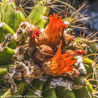 Buy canvas prints of Ferrocactus Pringlei Barrel Cactus Red Flowers Botanical Garden  by William Perry
