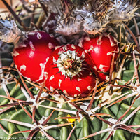 Buy canvas prints of Red Cactus Plant Horsecrippler Botanical Garden Tucson Arizona by William Perry
