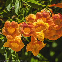 Buy canvas prints of Orange Trumpet Creeper Flowers Tucson Arizona by William Perry