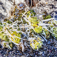 Buy canvas prints of Paper Spined Cactus White Needles Garden Tucson Arizona by William Perry