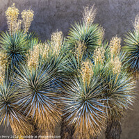 Buy canvas prints of Yucca Shrub White Flowers Botanical Garden Tucson Arizona by William Perry