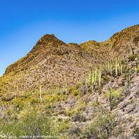 Buy canvas prints of Cactus Sonoran Desert Saguaro National Park Tucson Arizona by William Perry