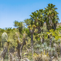 Buy canvas prints of Cactus Plants Sonoran Desert Saguaro National Park Tucson Arizona by William Perry